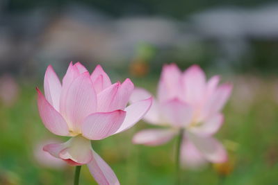 Close-up of pink water lily