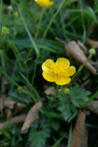 Close-up of yellow flower