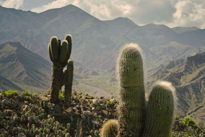 Cactus growing on field against mountains