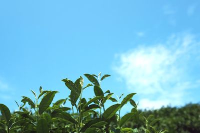 Low angle view of plant against blue sky