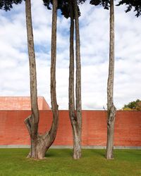 Dead tree on field against sky