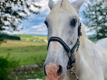 Close-up of horse on field