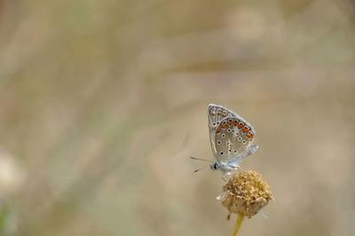 Close-up of butterfly pollinating on flower