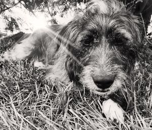 Close-up portrait of dog on field