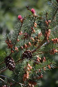 Close-up of pine cone on tree