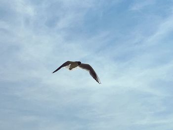 Low angle view of seagull flying against sky