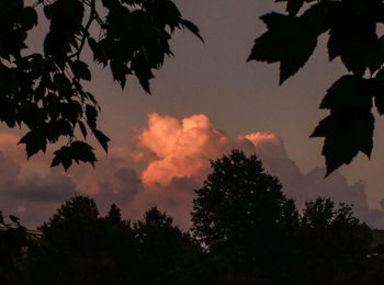 Low angle view of silhouette trees against sky