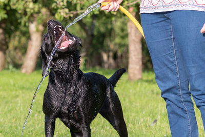 Portrait of a pedigree black labrador retriever trying to drink water from a garden hose