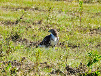 Bird perching on a field