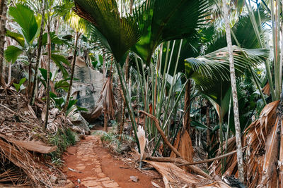 Close-up of palm trees in forest