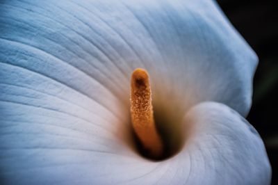 Close-up of white calla lily