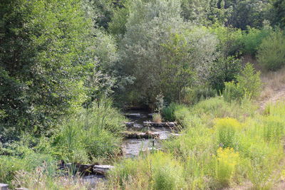 Scenic view of river amidst trees in forest