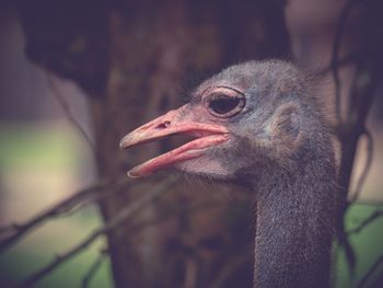 Close-up of bird