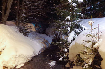 Close-up of trees in forest during winter