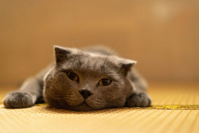 Close-up portrait of a cat
