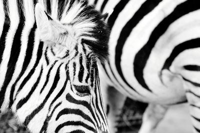 Close-up of a zebra