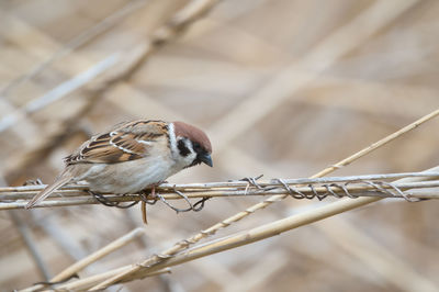 Close-up of bird perching on branch