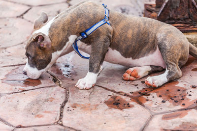 Full length of a dog lying on footpath