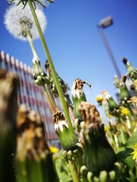 Close-up of bee pollinating on flower