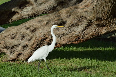 Crane by tree on field