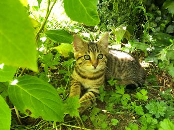 Portrait of a cat