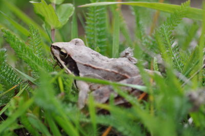 Close-up of lizard on grass