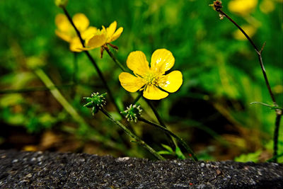 Close-up of yellow flowering plant on field
