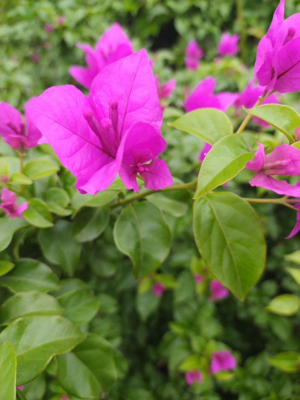 CLOSE-UP OF PINK ROSE PLANT