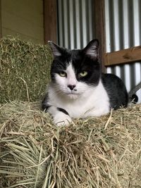 Portrait of a cat