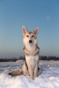 Dog on snow covered land