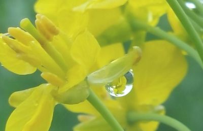 Close-up of yellow flower