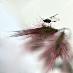 Close-up of insect on flower