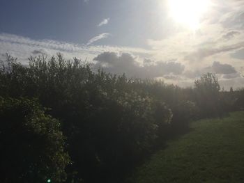 Plants growing on land against sky