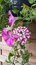 Close-up of pink flowers