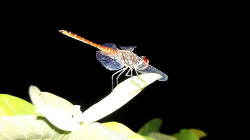 Close-up of insect perching on plant against black background