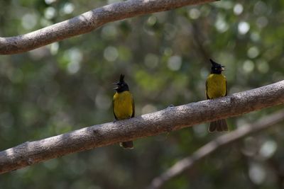 Close-up of bird perching on branch