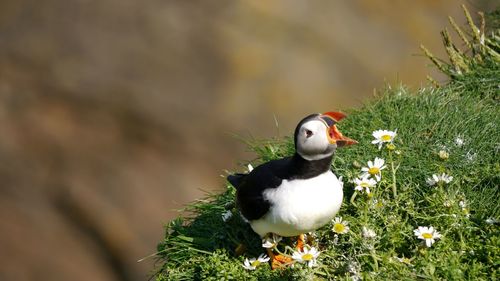 Puffin with open beak making noise