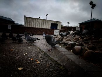 Birds perching on ground