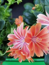 Close-up of red flower