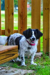 Portrait of dog standing by wooden post in back yard