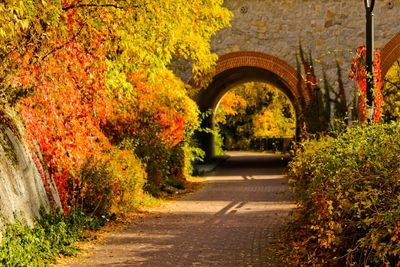 Road amidst trees during autumn