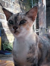 Close-up of cat looking away