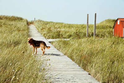 Dog walking on footpath