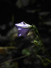 Close-up of purple flowering plant