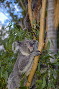 Squirrel on tree branch