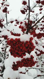 Close-up of frozen tree