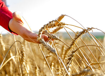 Close-up of hand holding crops on field