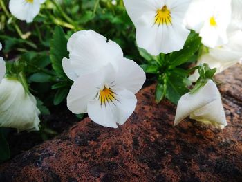 Close-up of white flowering plant