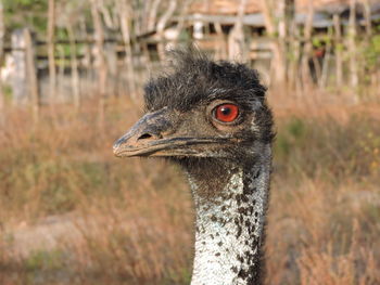 Close-up of a bird on land