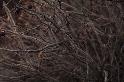 Close-up of dried plant in forest